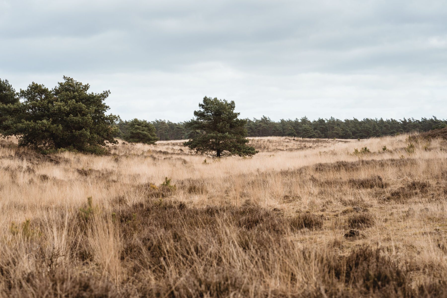 wandelen Kroondomein het Loo