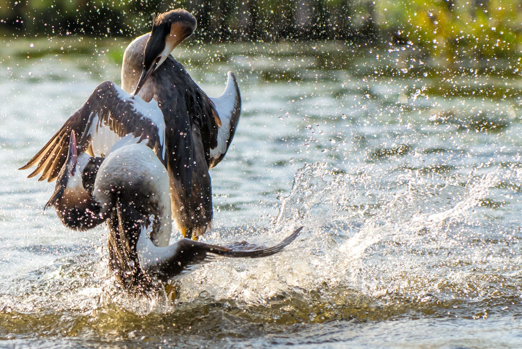 vogels op de Loosdrechtse Plassen