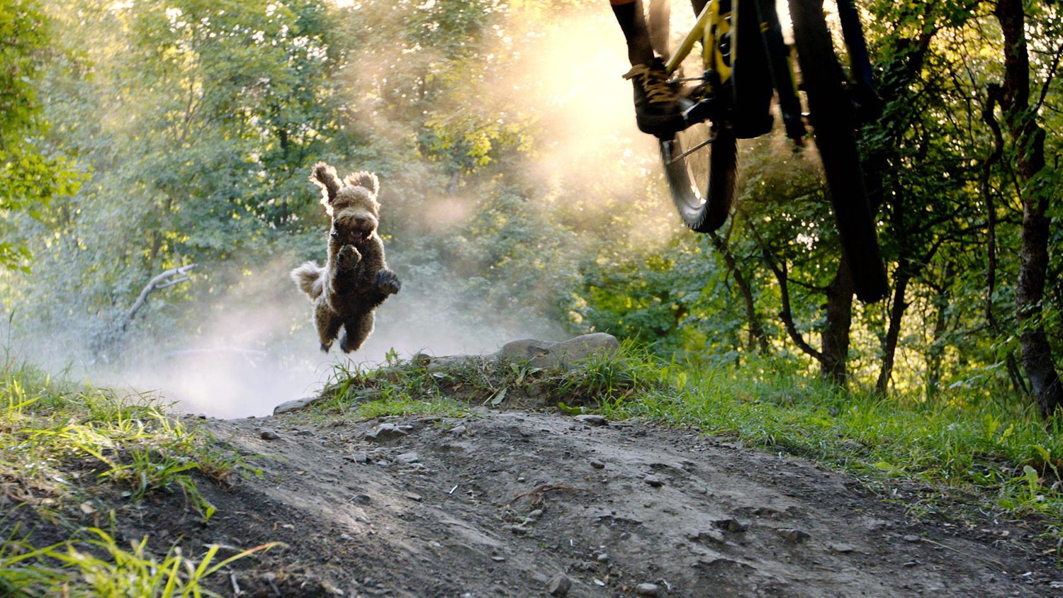 A dogs Tale-Banff Film Tour 2022