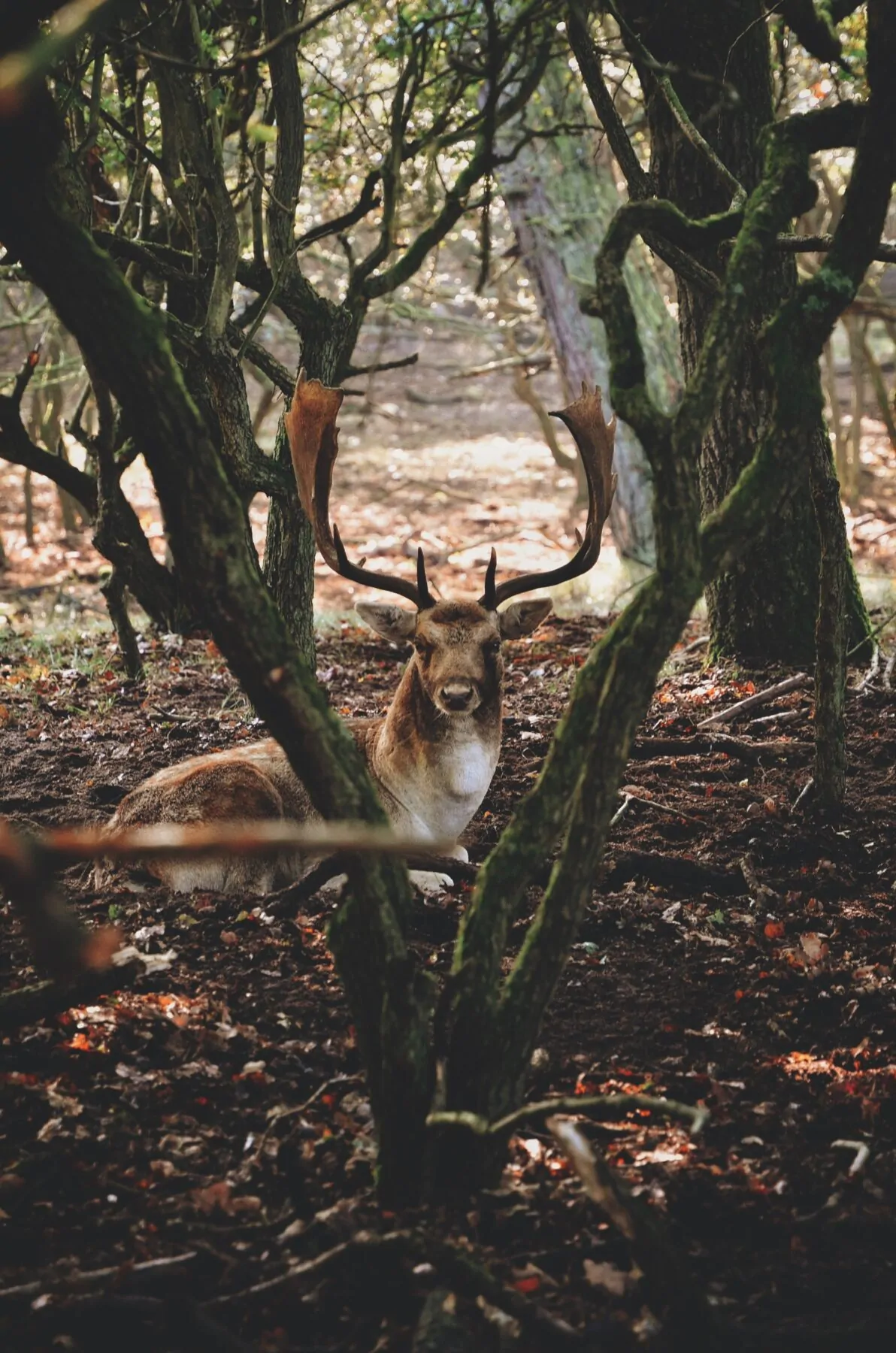 Flora en fauna in de Amsterdamse Waterleidingduinen