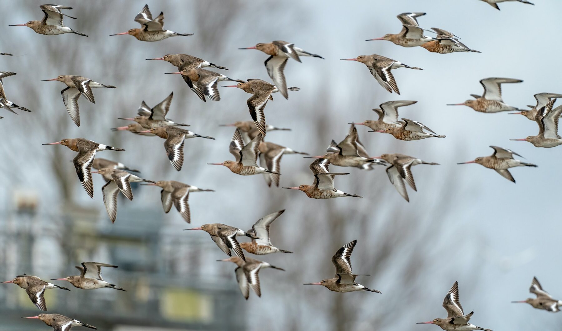 Grutto Trekvogelpad