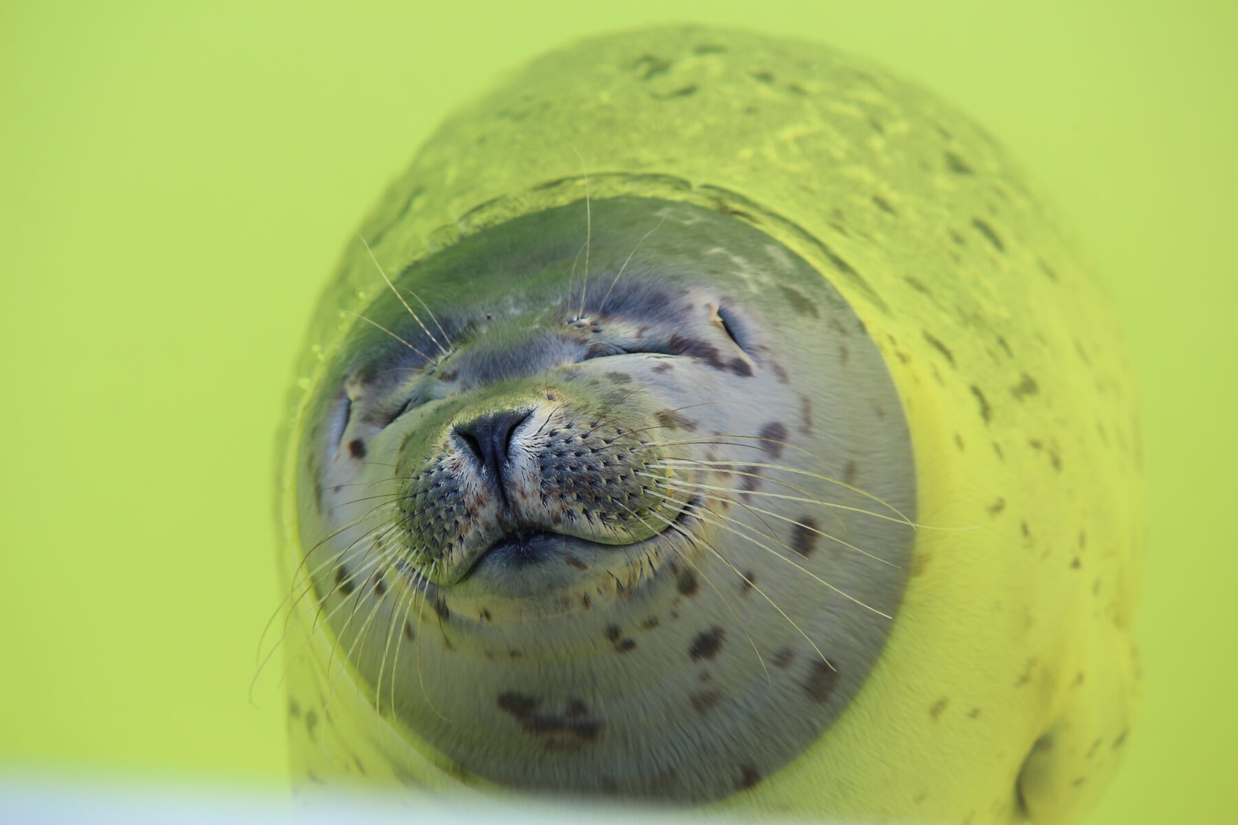 Openluchtmusea zeehond