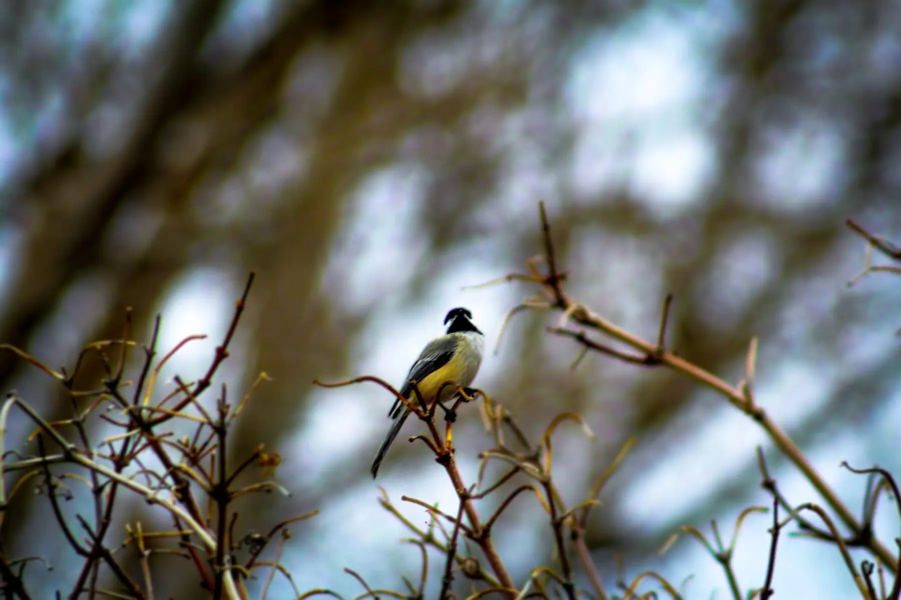 Beleef de Lente koolmees