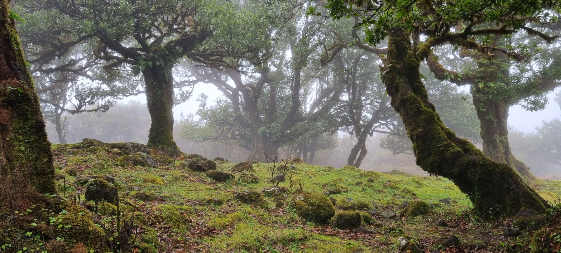 Madeira outdoor Fanal Forest