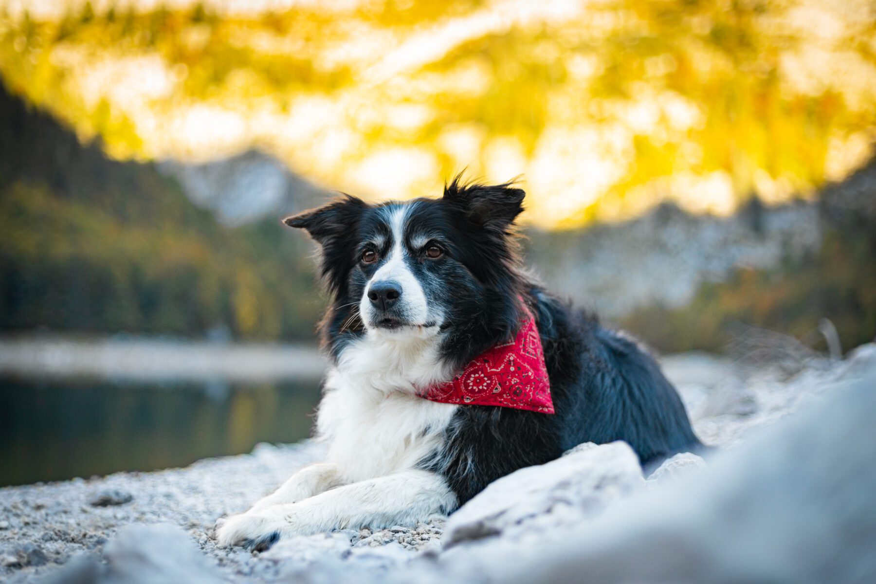 Hond voor Oostenrijks meer