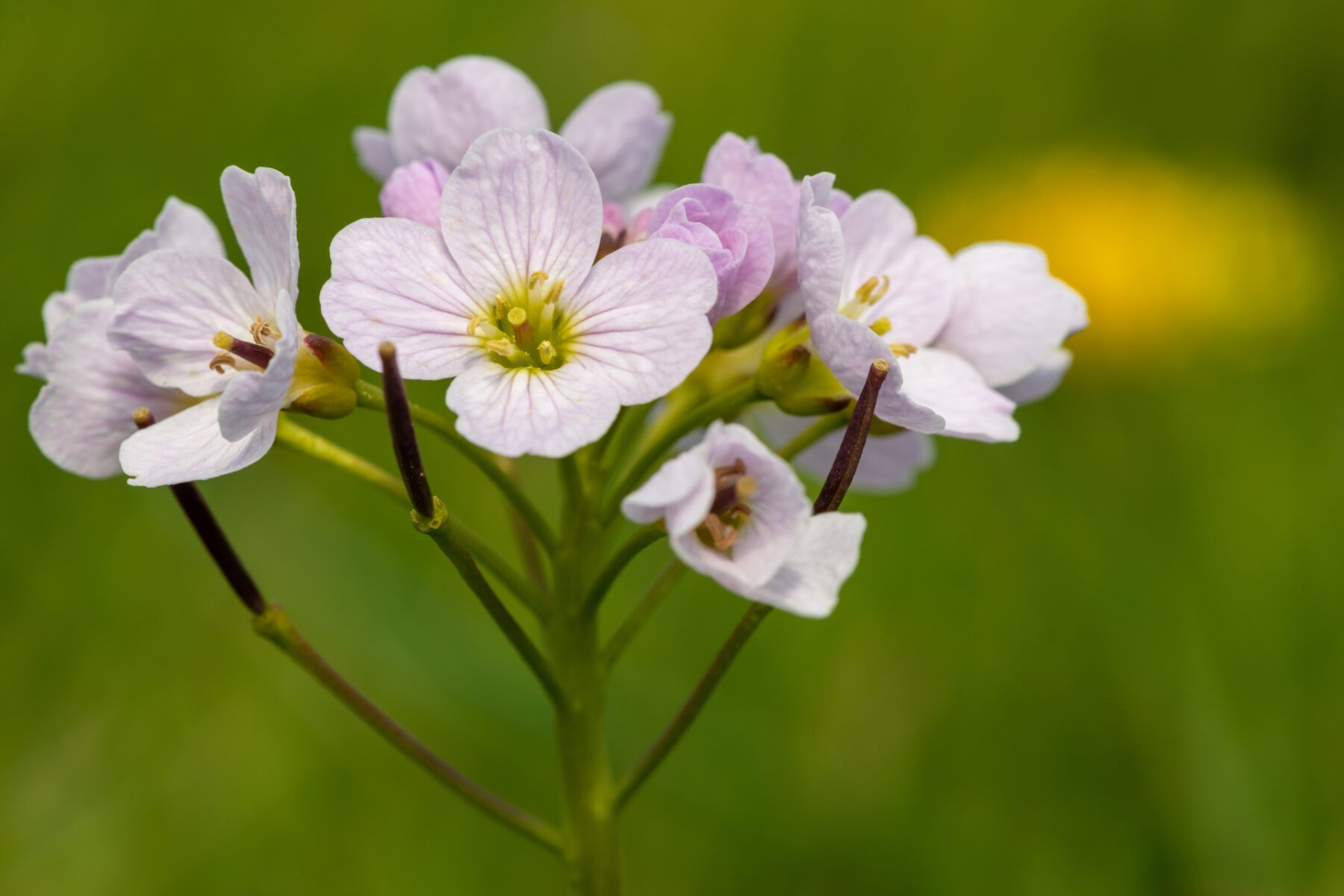 Koekoeksbloem moederdag 2022