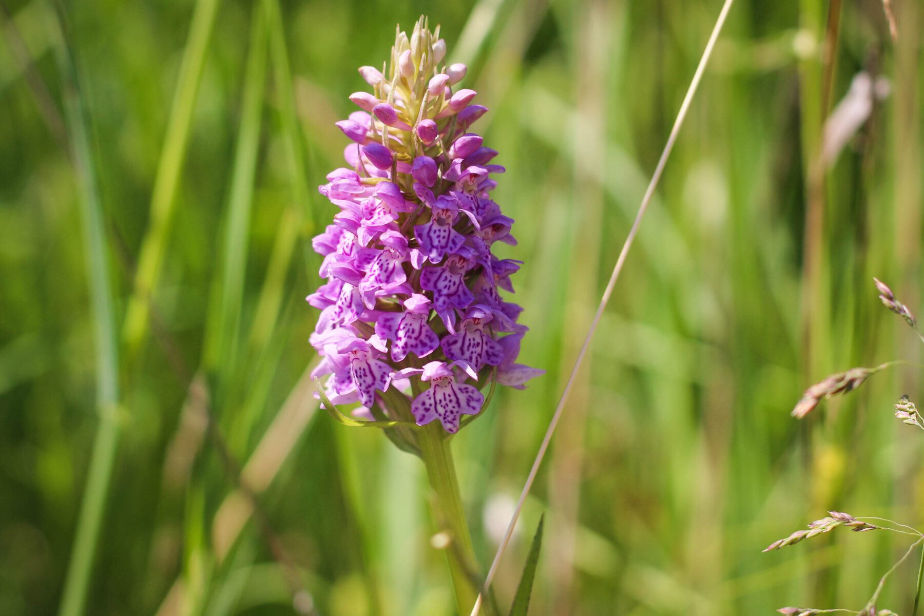 Brede Orchis