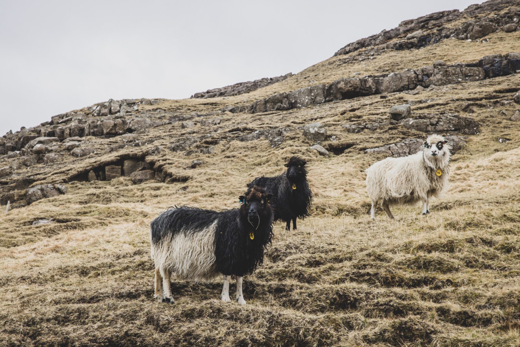 Faeröer eilanden schapen