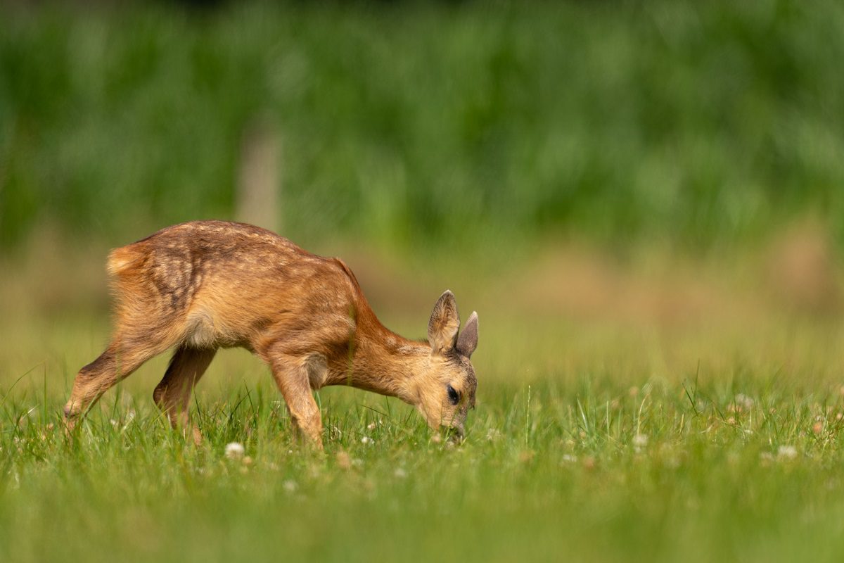 Herten Waterleidingduinen