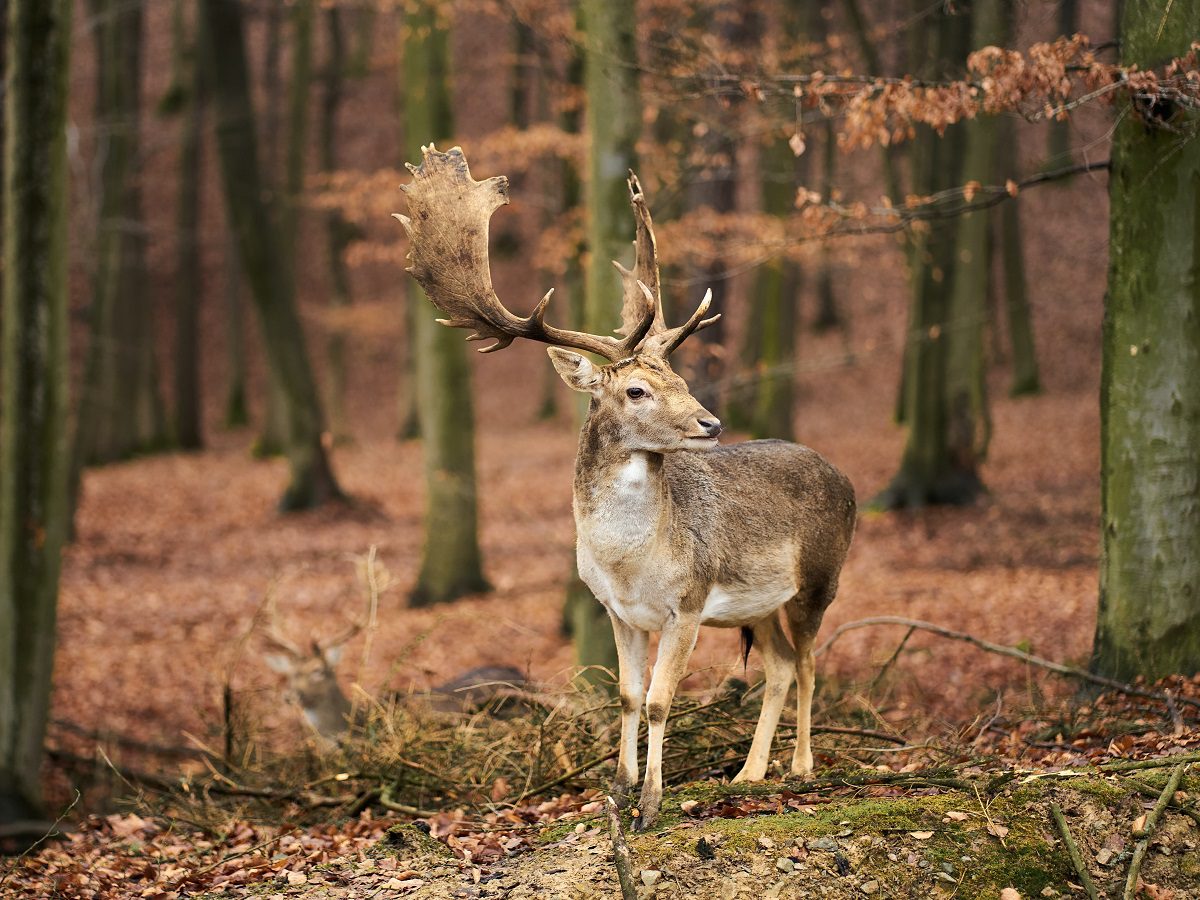 Herten Waterleidingduinen