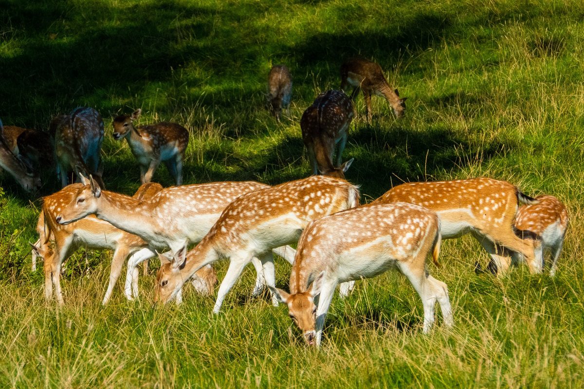 Herten Waterleidingduinen