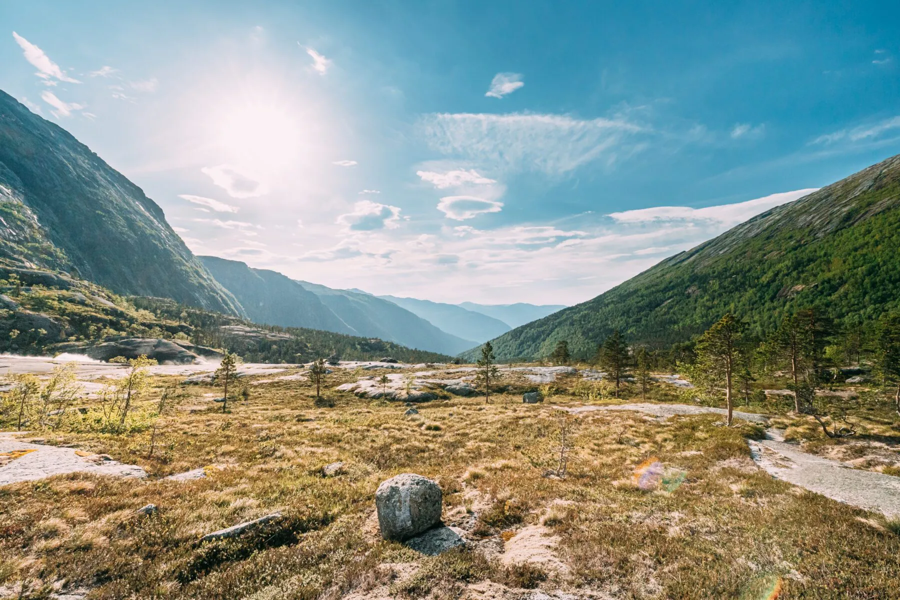 Summer Forest In Hardangervidda Mountain Plateau.