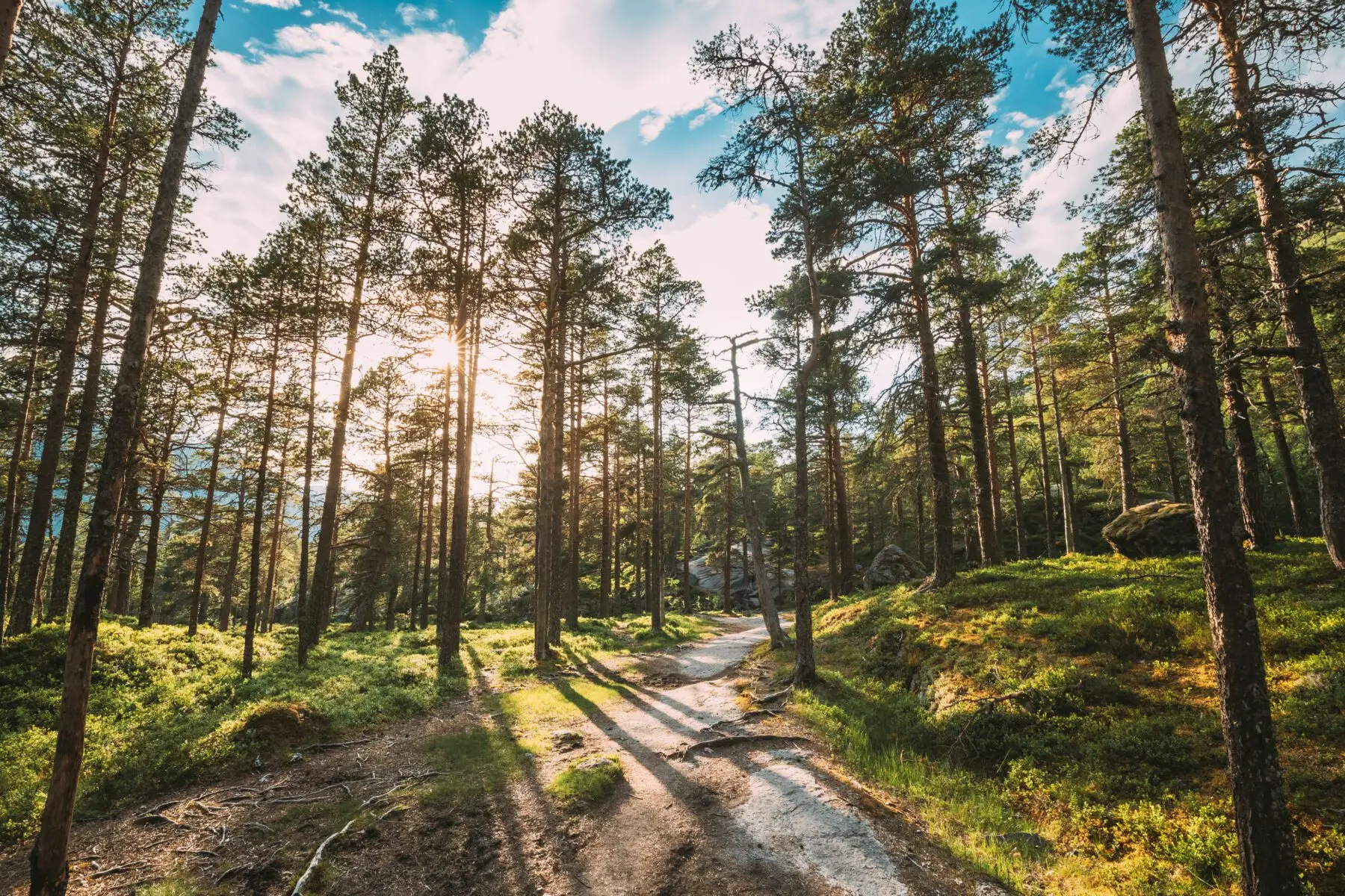 The Norway Trail