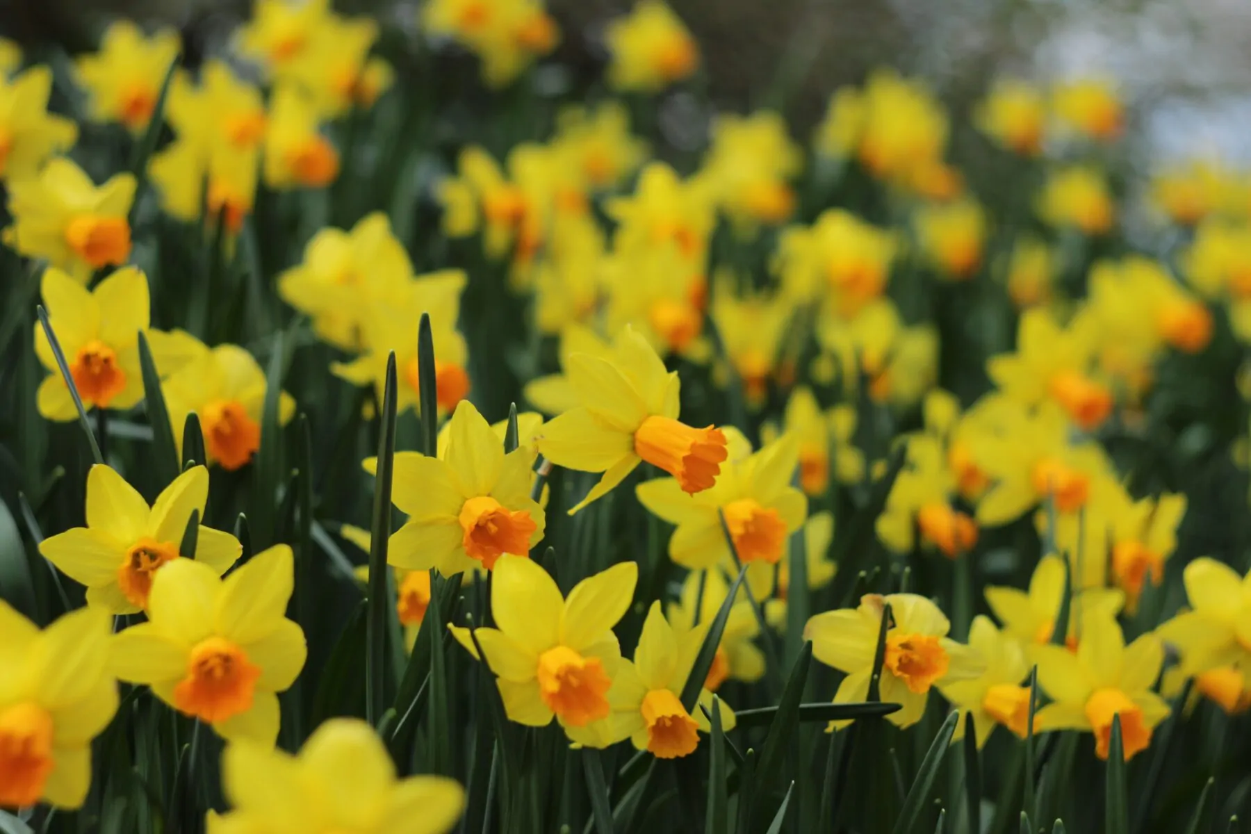 voorjaarsbloemen