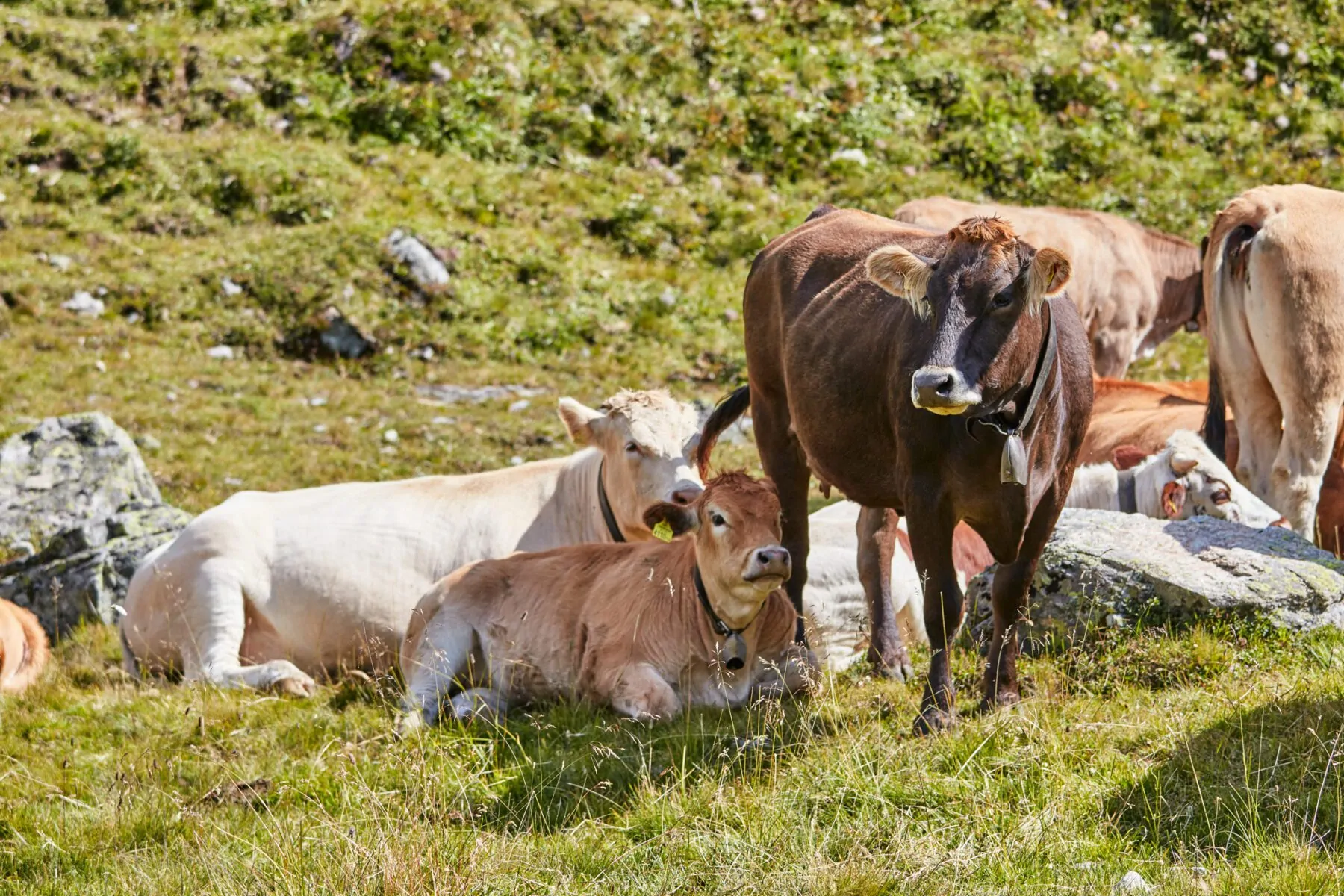 Silvretta Galtür koeien