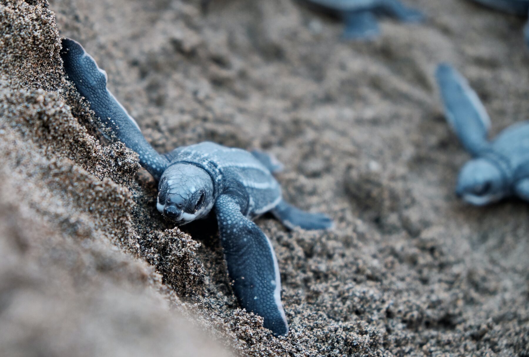 zeeschildpadden