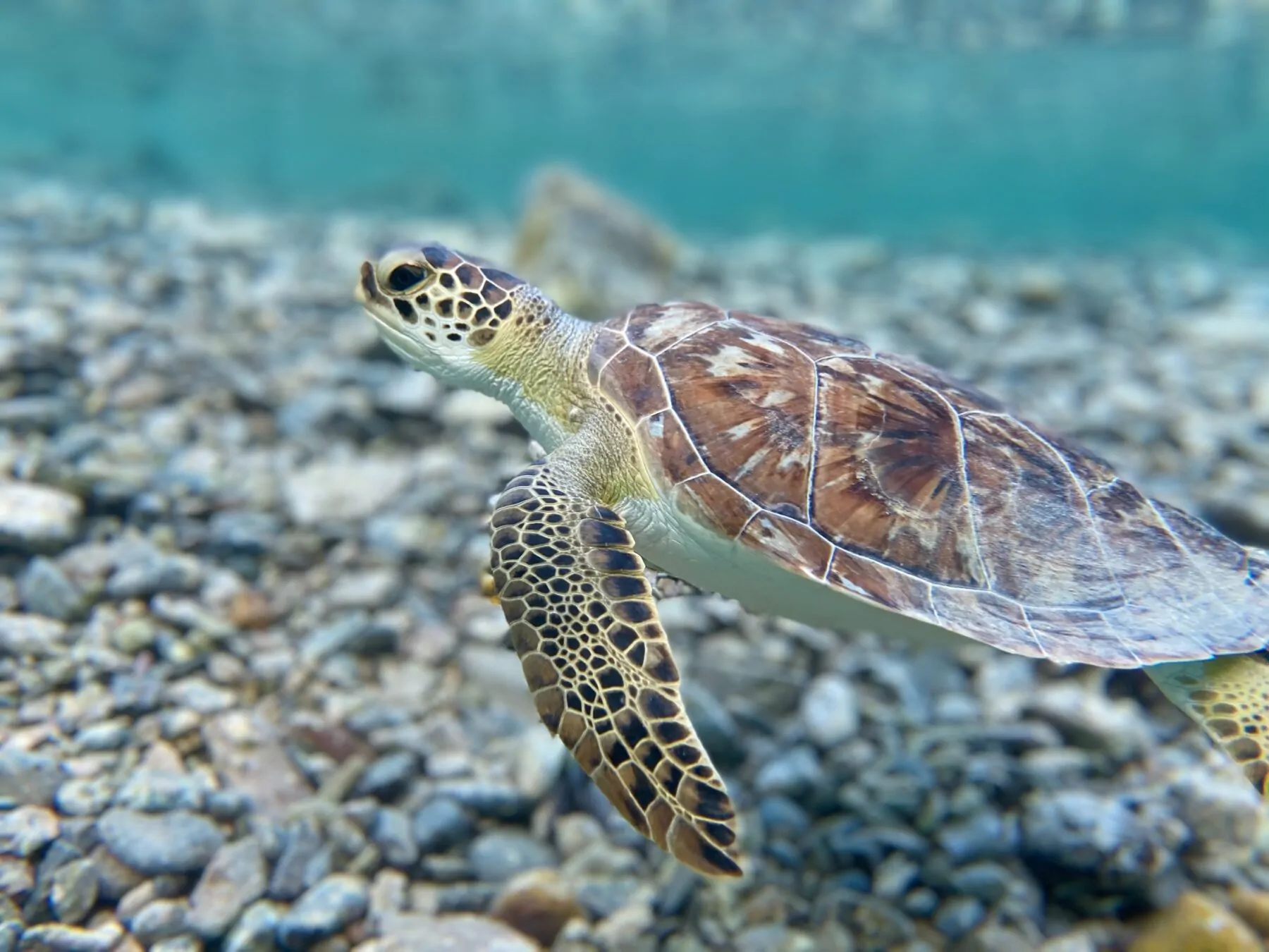 zeeschildpadden