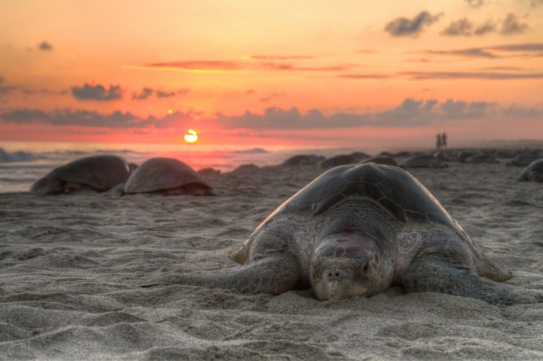 zeeschildpadden