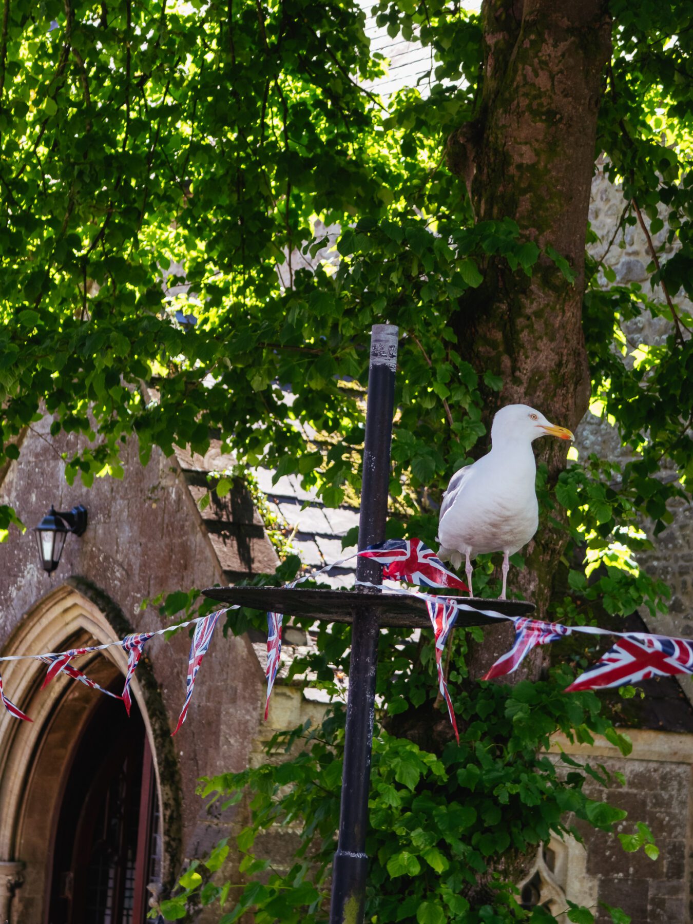 Tenby - seagull