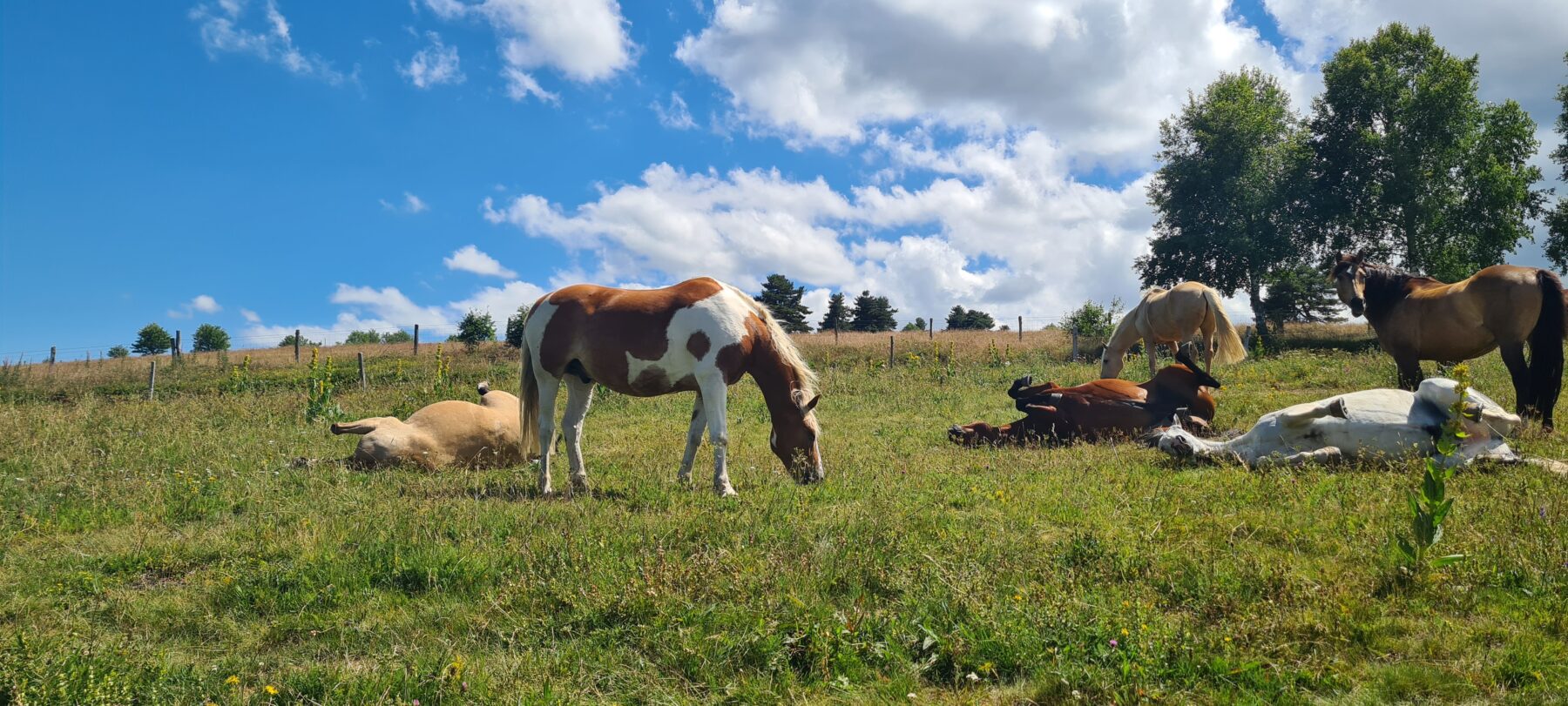 Paarden rusten in de wei