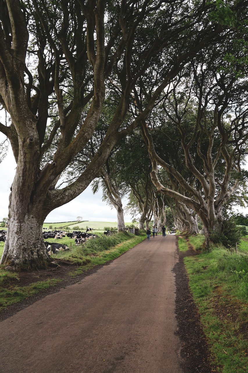 Causeway Coastal Route