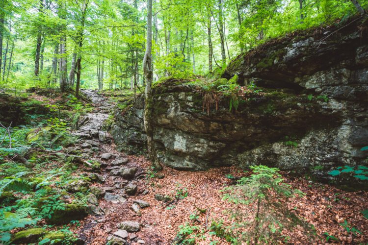 Mooiste wandeling Pyhrn Priel Rote Wand door het bos