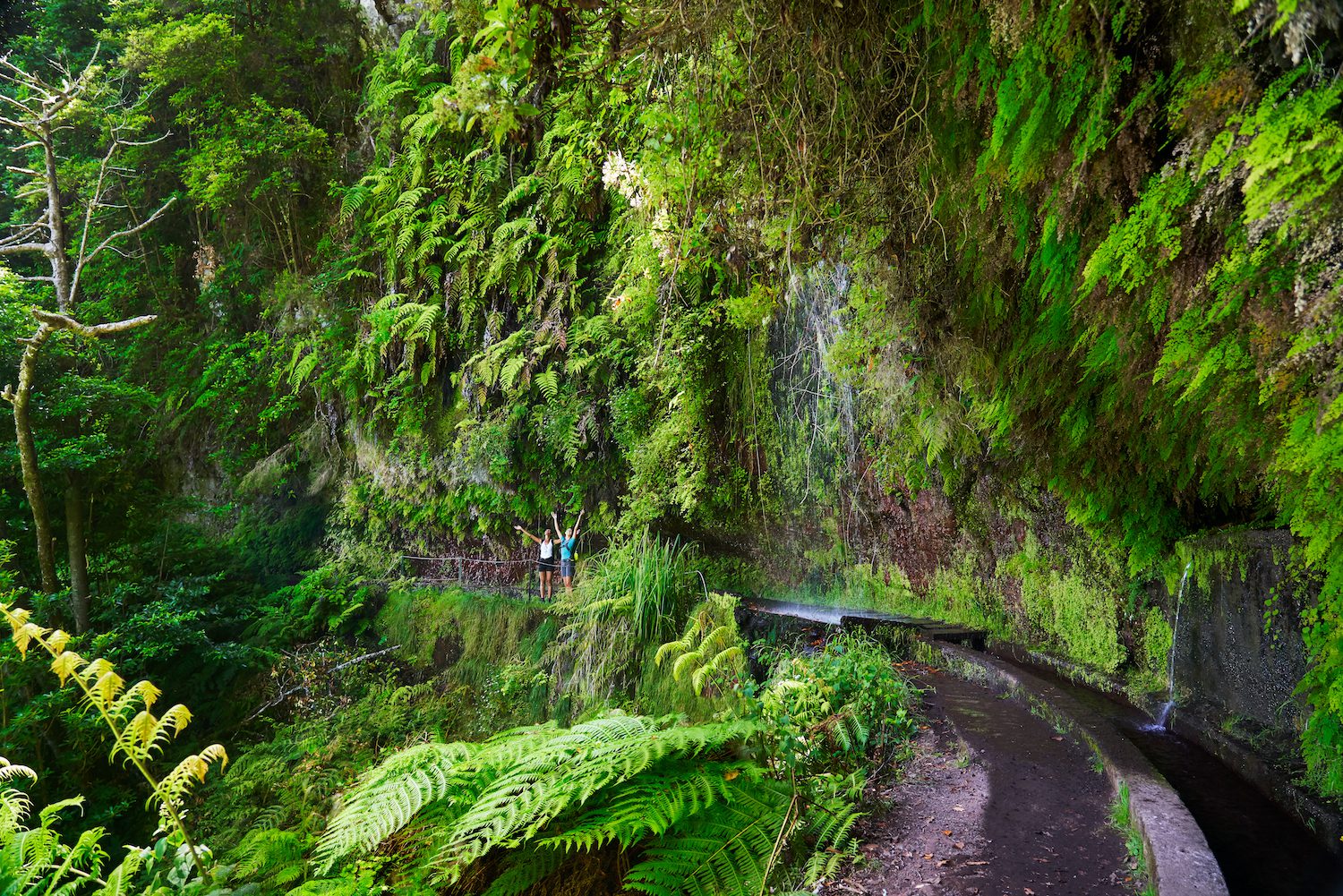 Levada do Rei Madeira