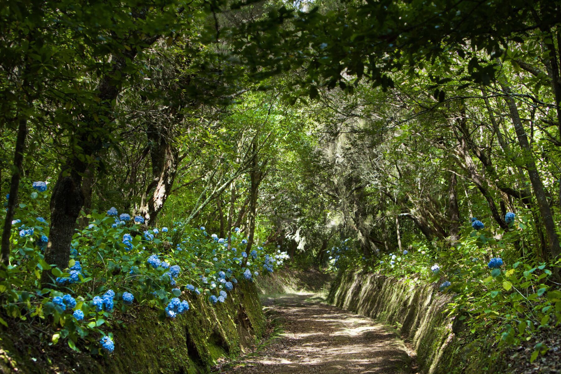 Levada do Caldeirao Verde
