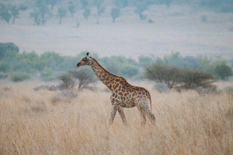 rondreis Zuid-Afrika Pilanesberg