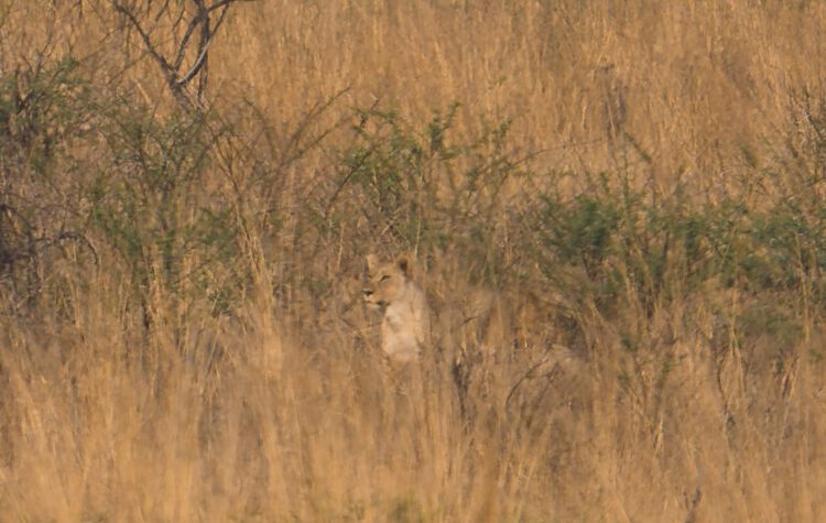 Pilanesberg Leeuw