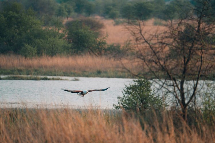 Pilanesberg Adelaar