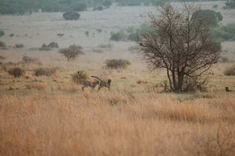 Pilanesberg Cheetah