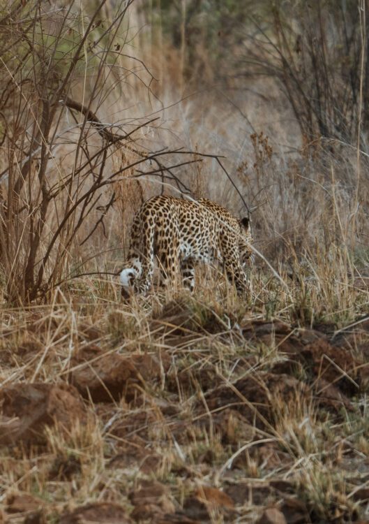 Pilanesberg Luipaard