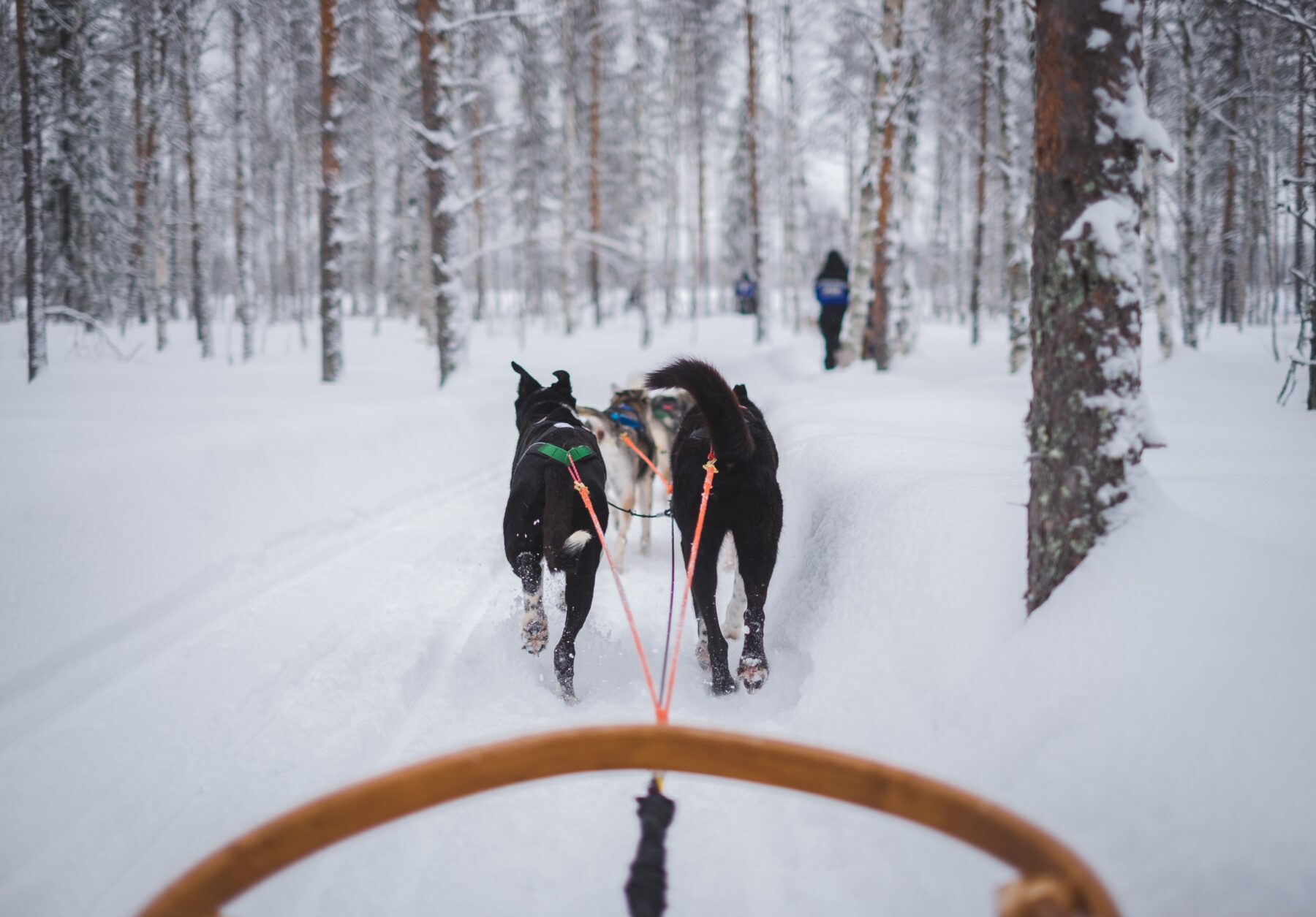 The Lapland Trail