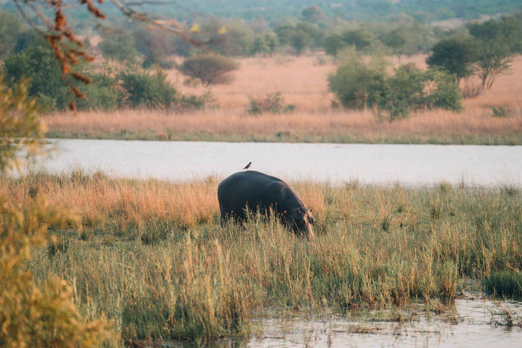 rondreis Zuid-Afrika nijlpaard