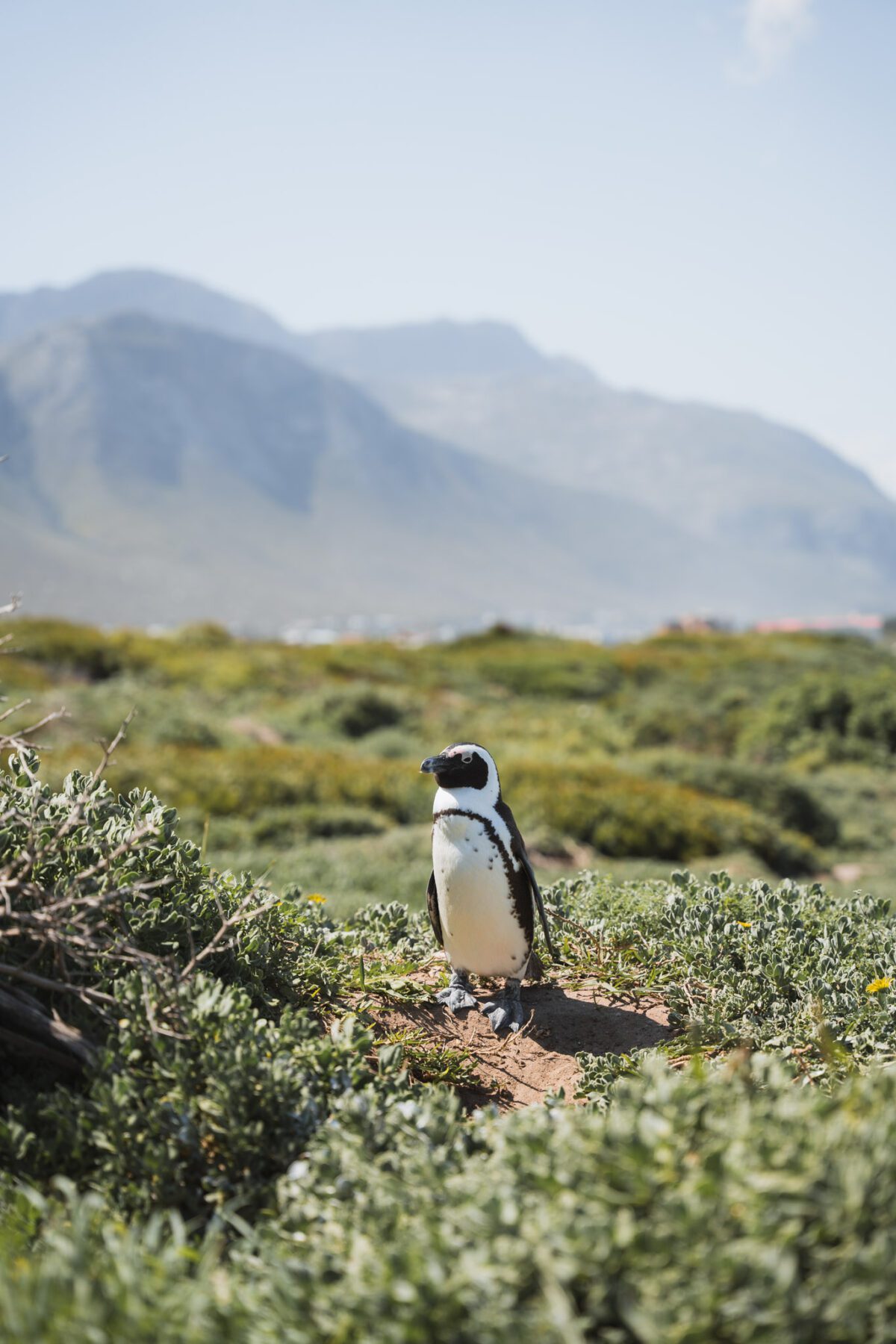 rondreis Zuid-Afrika pinguïns