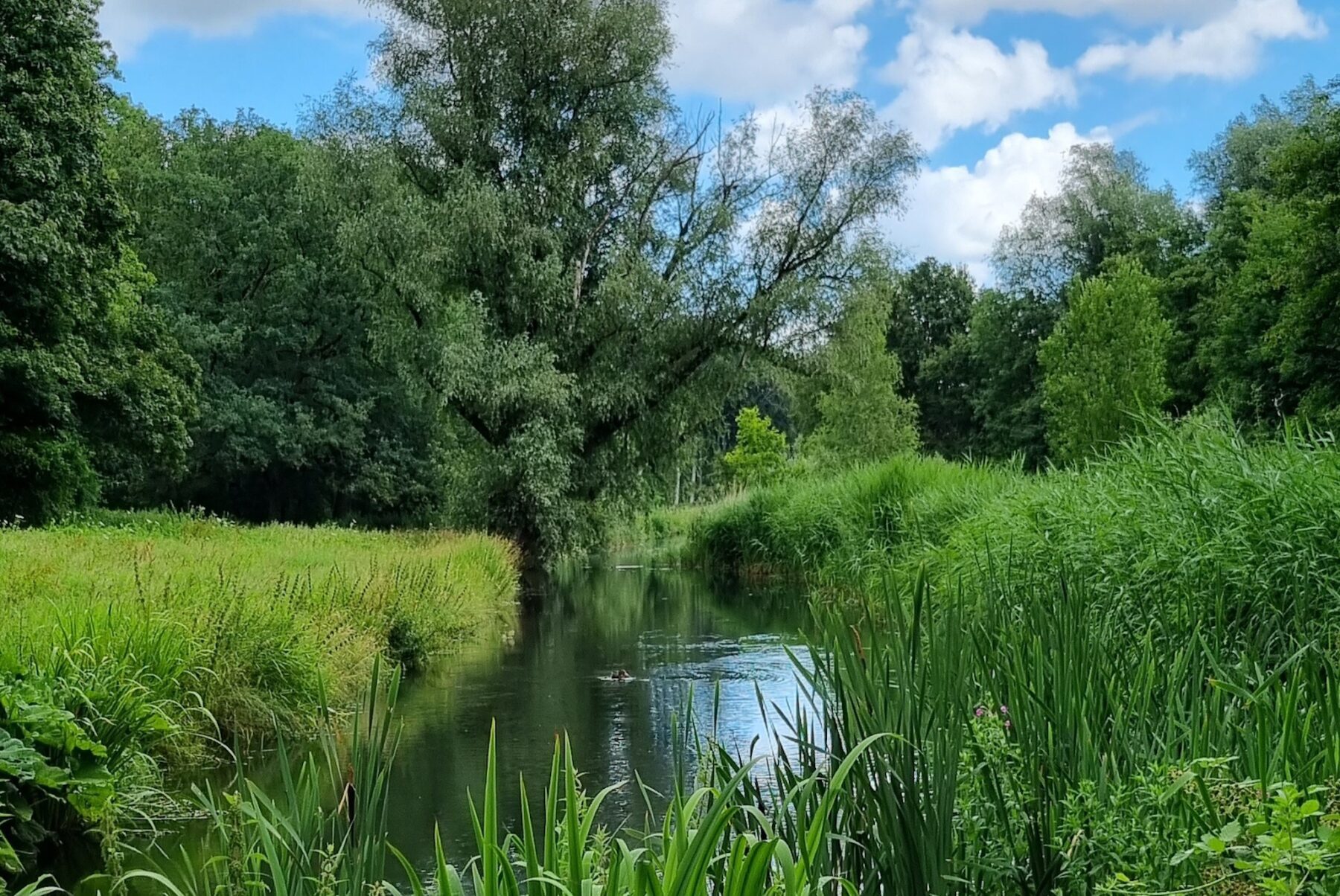 Kralingse Bos Rotterdam