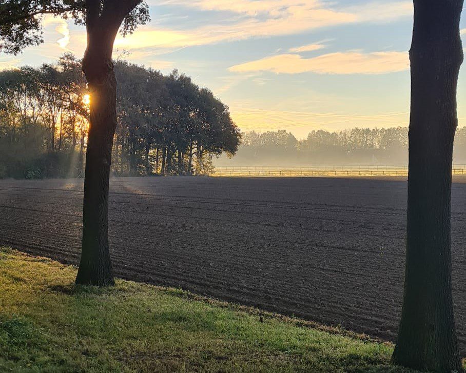 Veld met bomen nodig om je vliegreis te compenseren qua uitstoot?