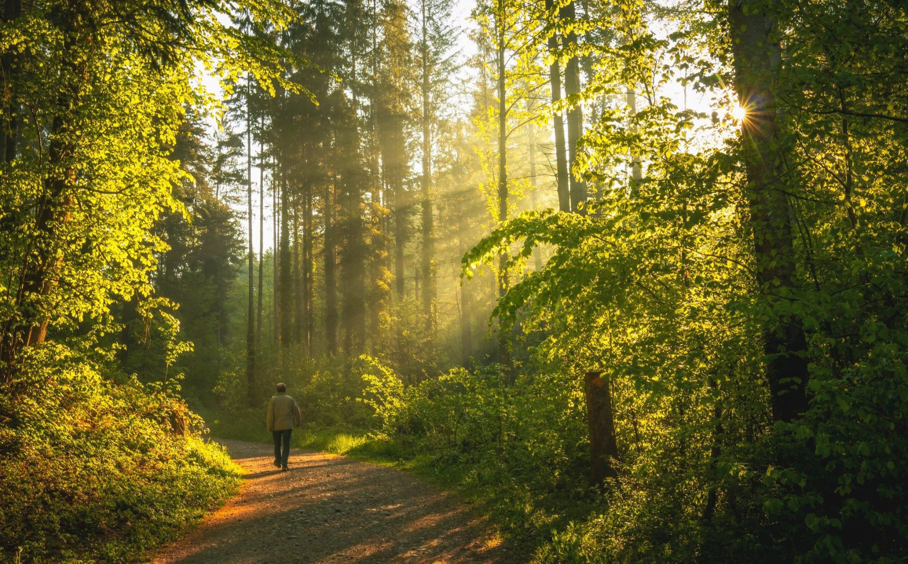 7x Een Geweldige Boswandeling In Een Europees Bos Dat Bereikbaar Is Per 7x-een-geweldige-boswandeling-in-een-europees-bos-dat-bereikbaar-is-per
