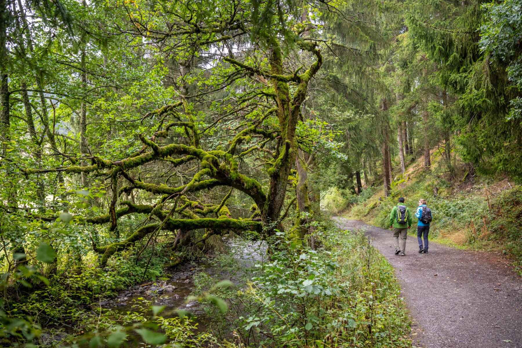 Wandeling door de Eifel