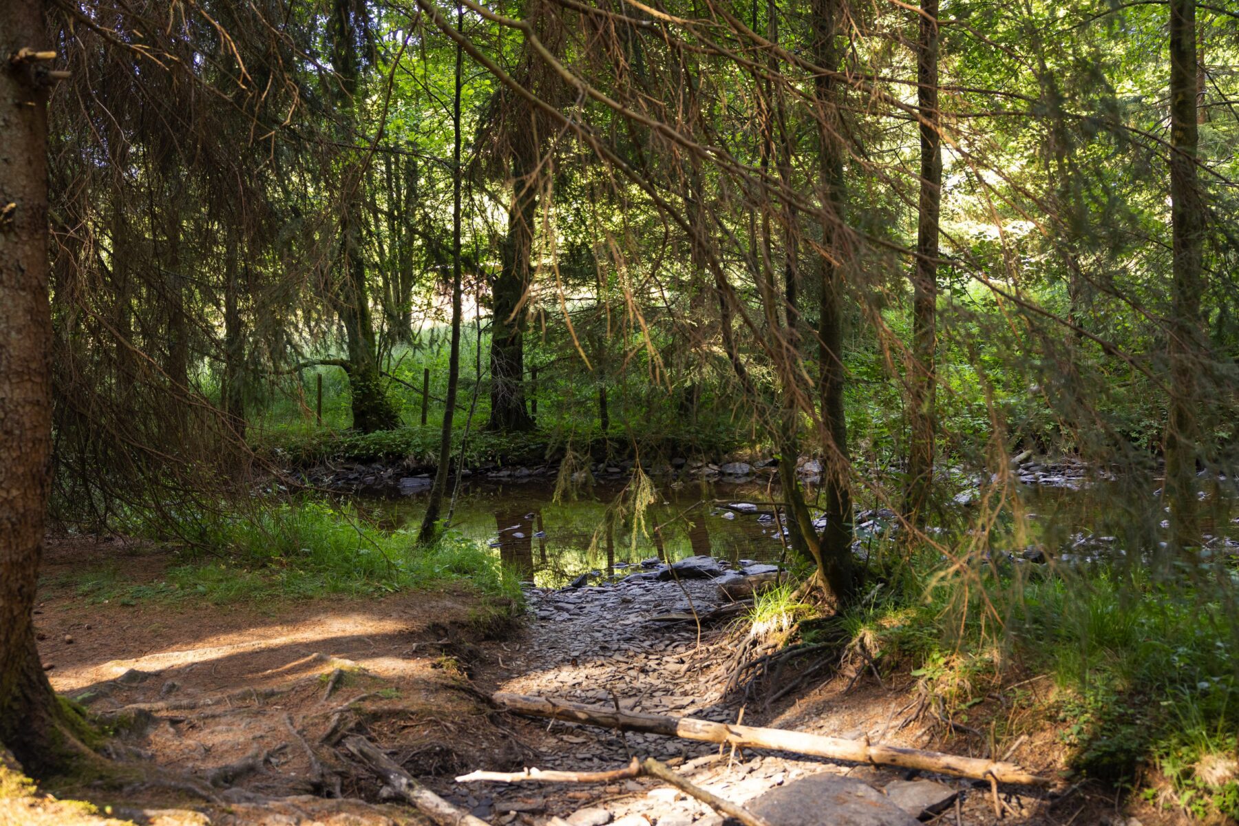 Genieten tijdens ongerepte natuur bij de Eifel Trekking