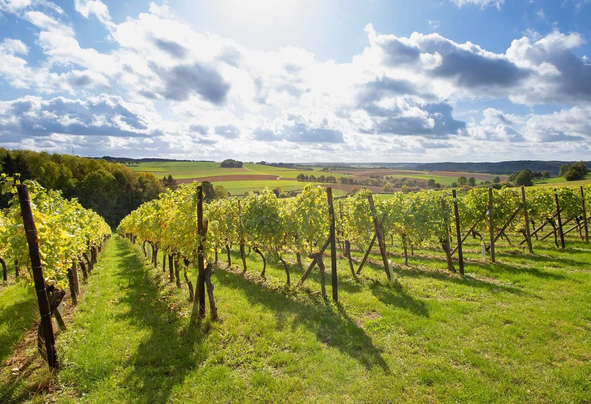 Wandelen in Zuid-Limburg langs de vele wijngaarden is een absolute aanrader voor wijnliefhebbers die meer willen leren over het maken van wijn.