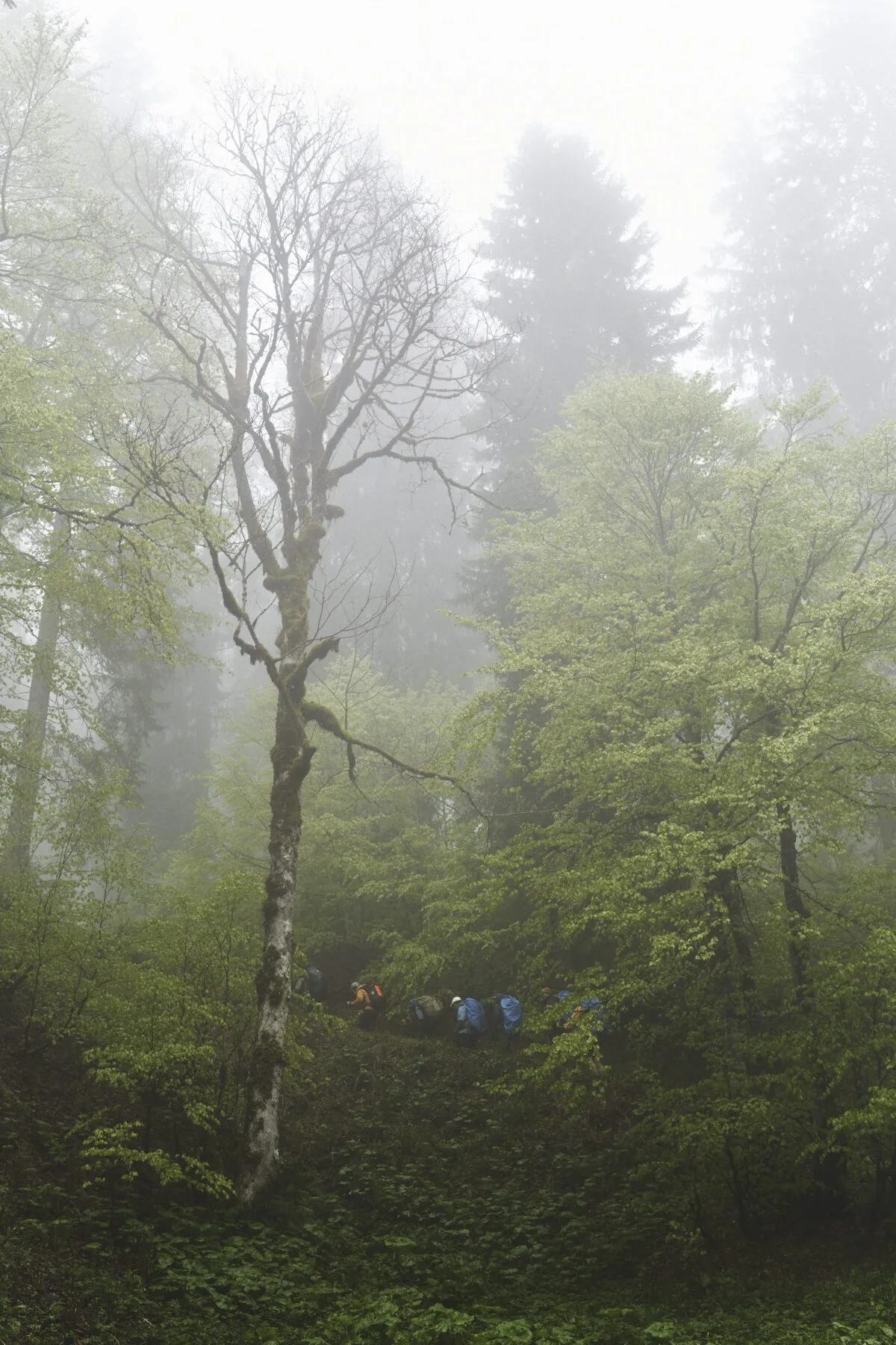 Wandelen dor de mist