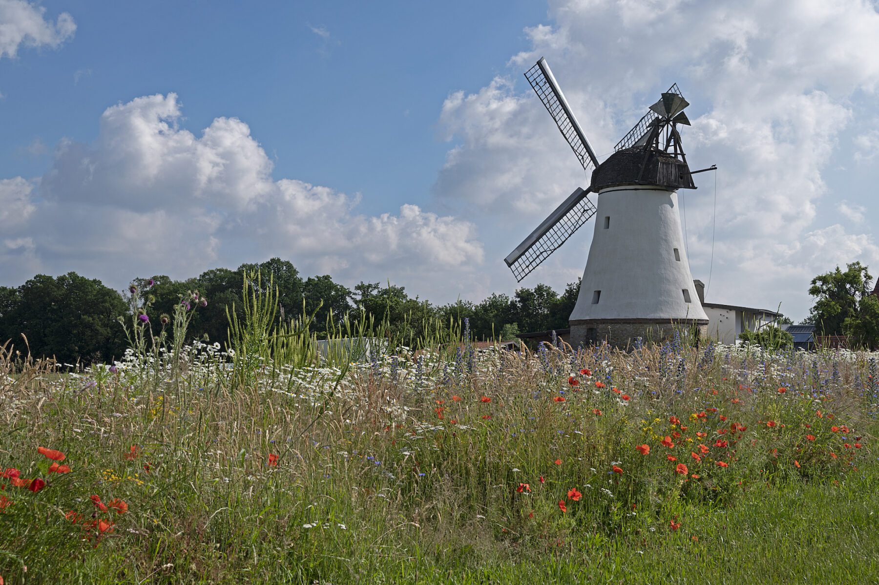 Molen langs de DiVaWalk