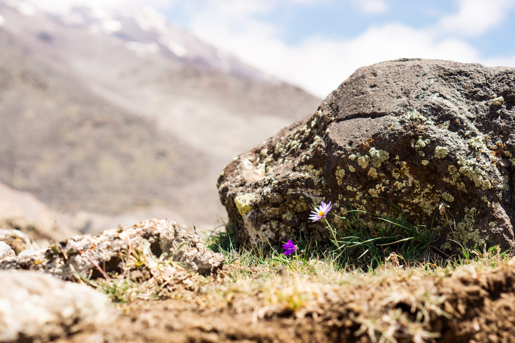 vegetatie Mount Ararat