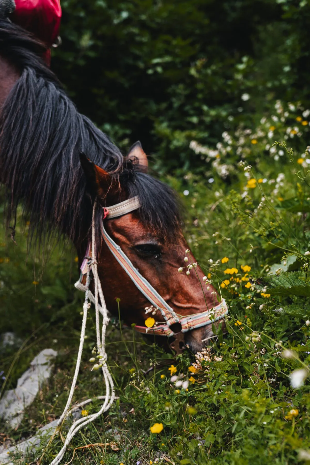 De paarden die het bagagetransport verzorgen tijdens The Balkan Trail