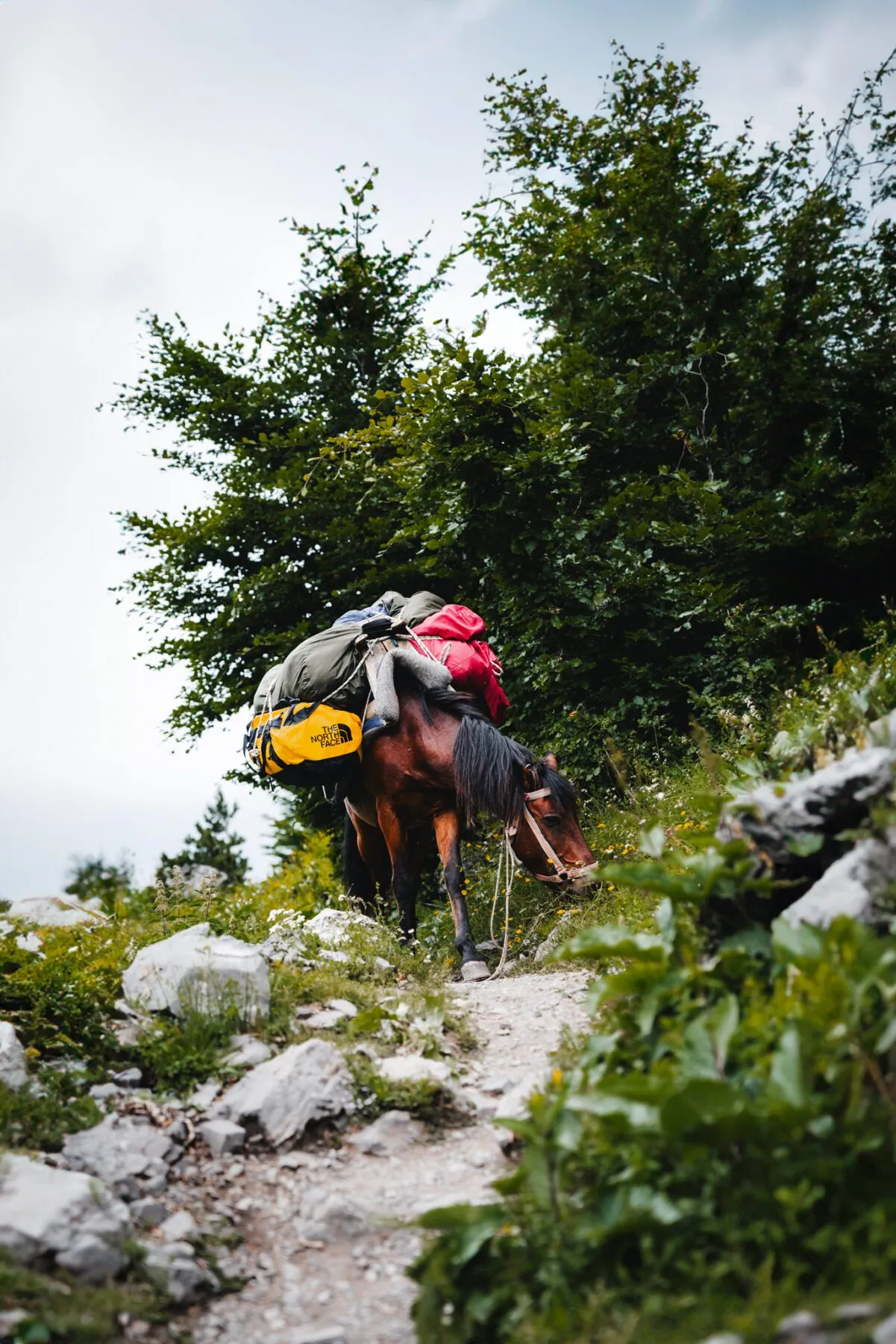 De paarden die het bagagetransport verzorgen tijdens The Balkan Trail