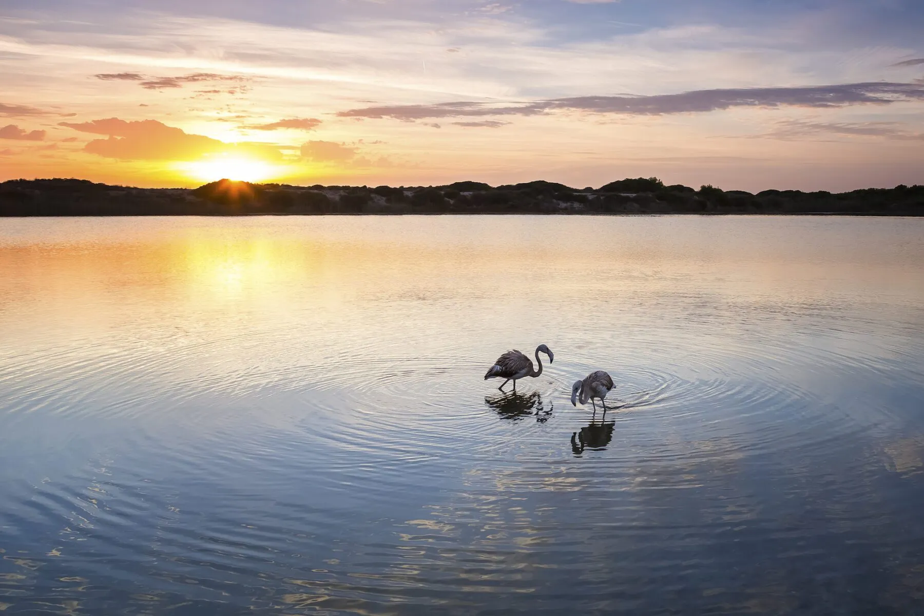 Er zijn zes routes om te wandelen bij het zoetwatermeer van Albufera, in de omgeving van Valencia