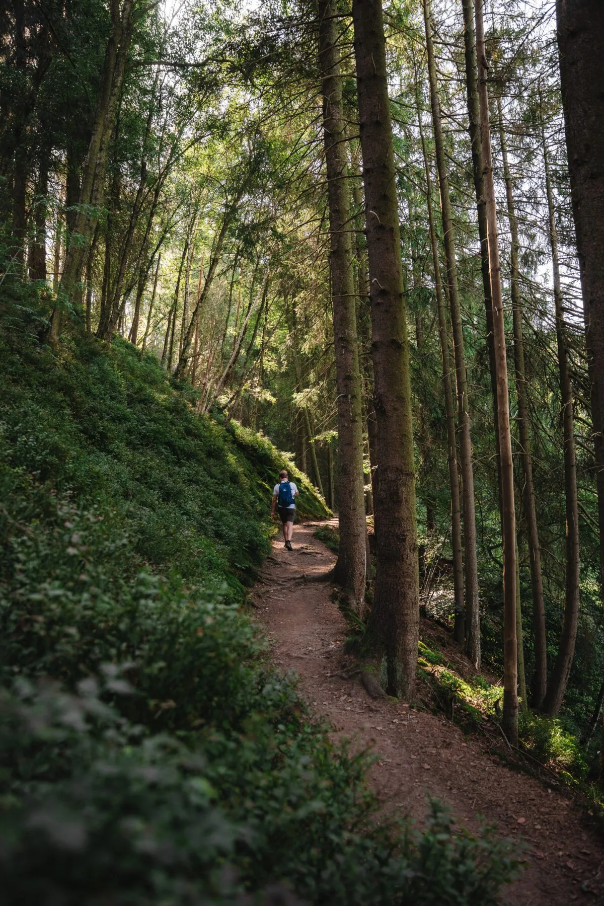 Lopen door de bossen tijdens de Venntrilogie 