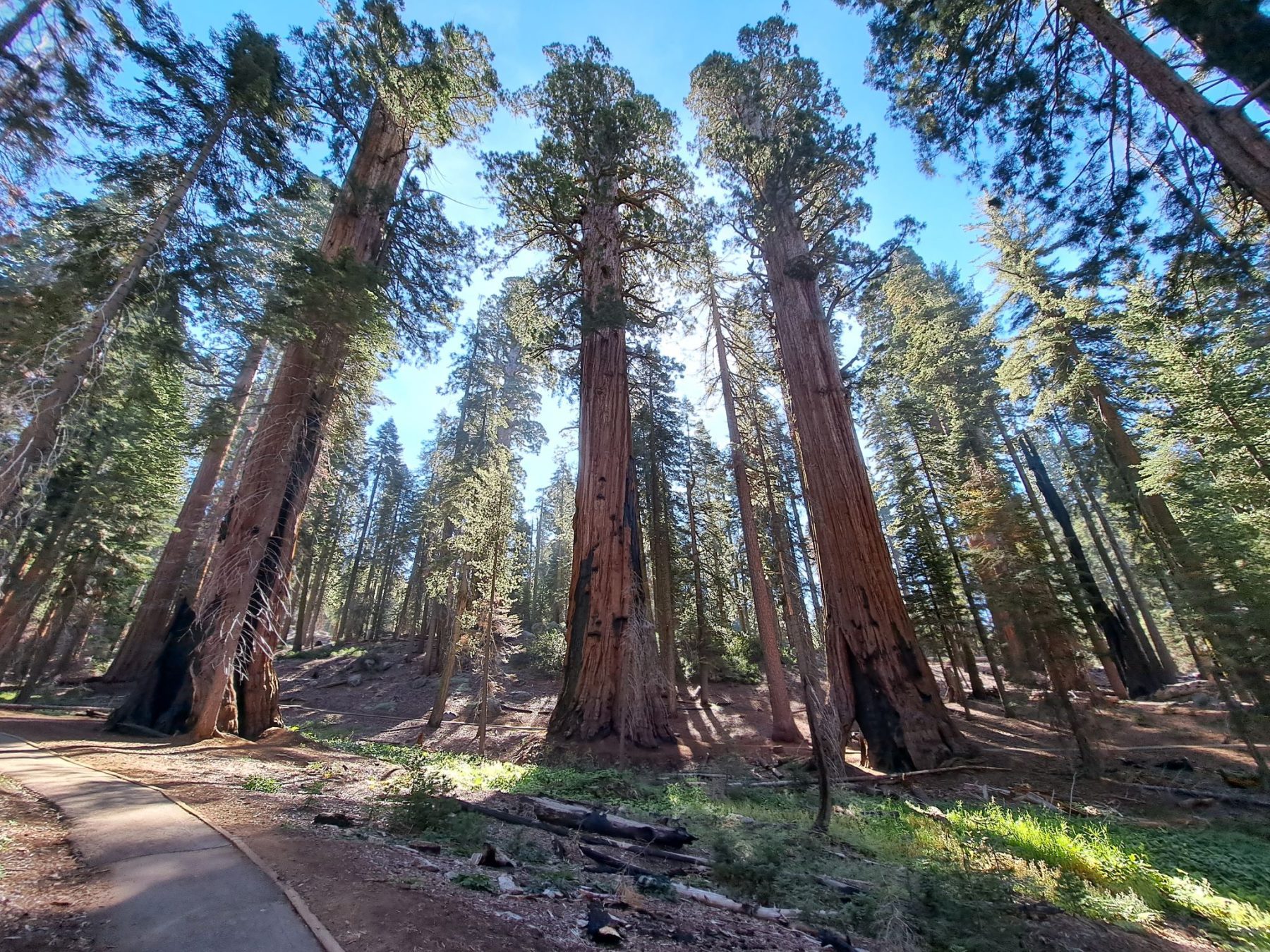 Volledige foto van verschillende sequoia bomen on Sequoia National Park in Californië